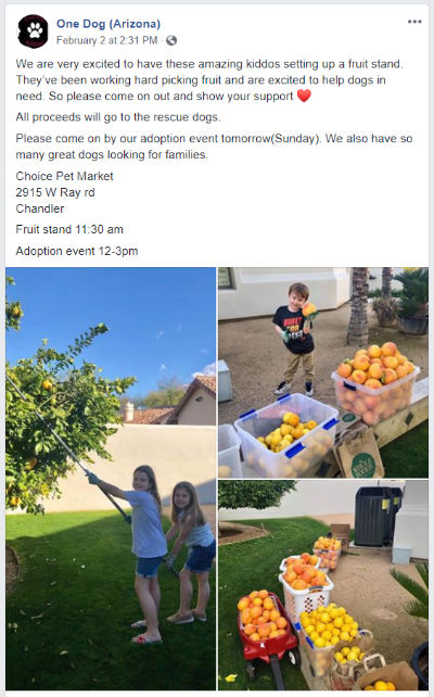 Fruit stand for One Dog Arizona Rescue