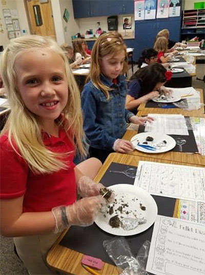 Dissecting Owl Pellets