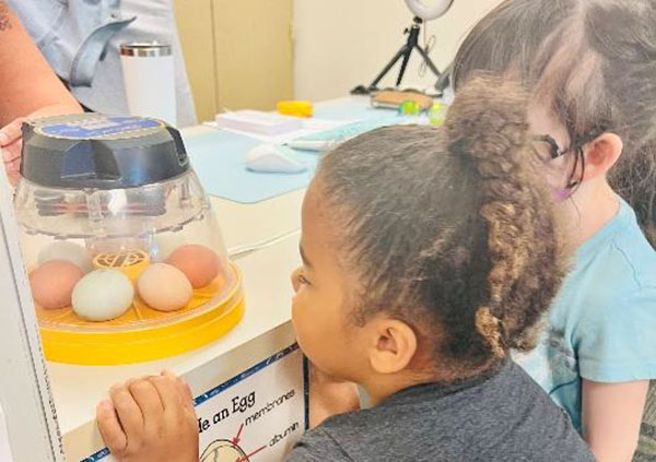 Incubating Chicks