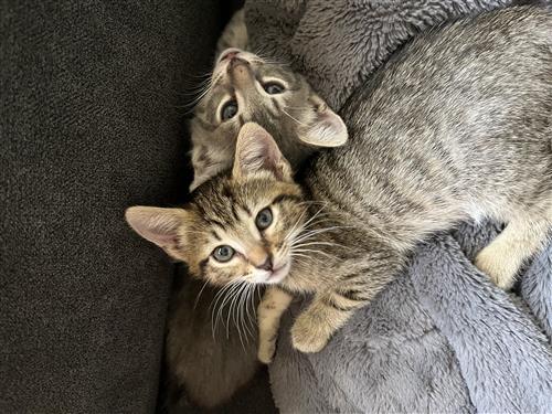 kittens