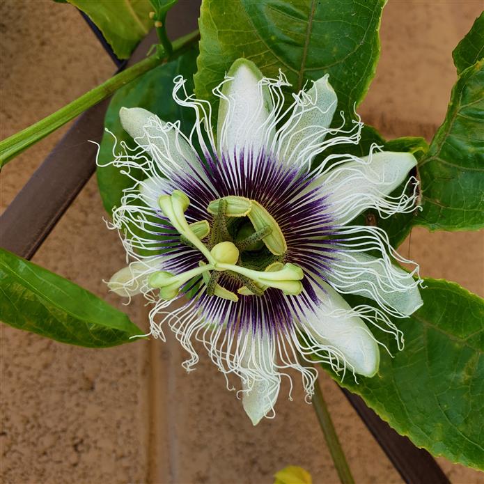 Popham Passion Flower Vine