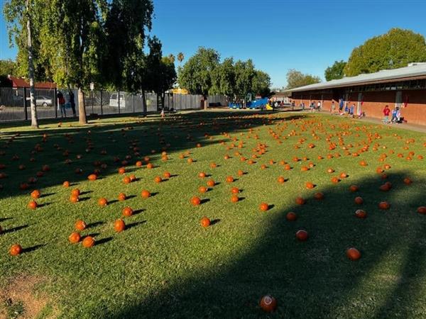 Students pick pumpkins at school. 