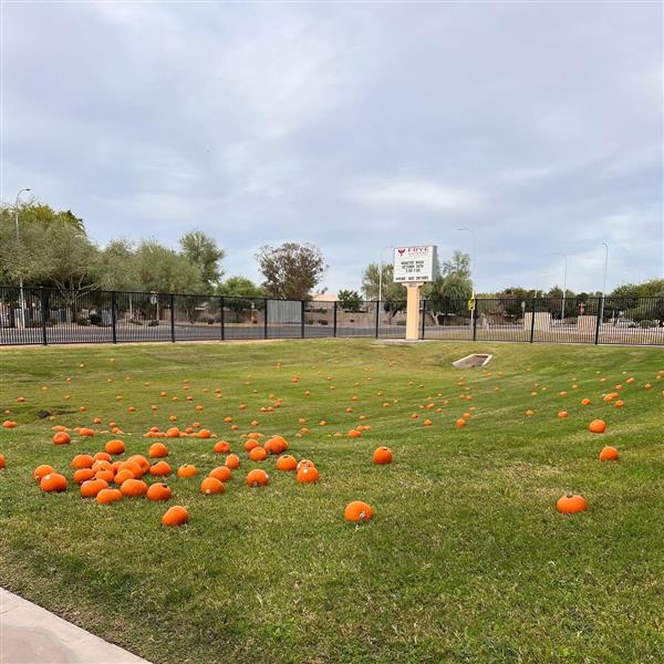 Pumpkin Patch